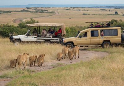 İlk Safariniz: Kenya ve Tanzanya’da Doğru Zaman, Doğru Rota
